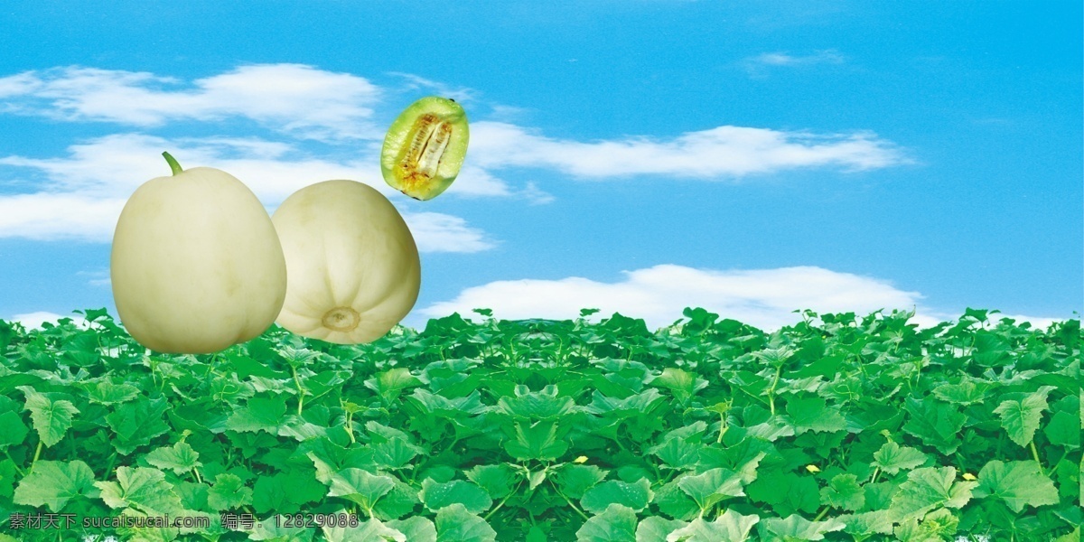 香瓜 甜瓜 瓜地 蓝天 分层 源文件
