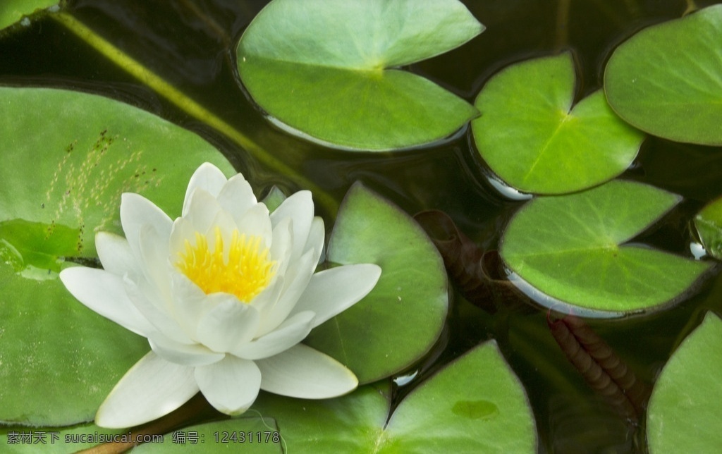 睡莲 植物 荷花 盛开 白睡莲 生物世界 花草