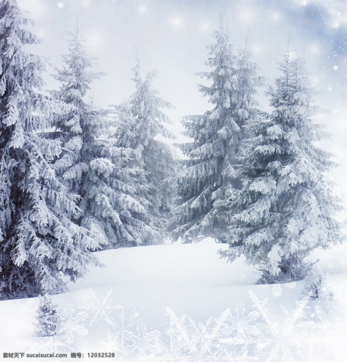 美丽 雪松 冬天风景 雪地 雪景 树林 山水风景 风景图片