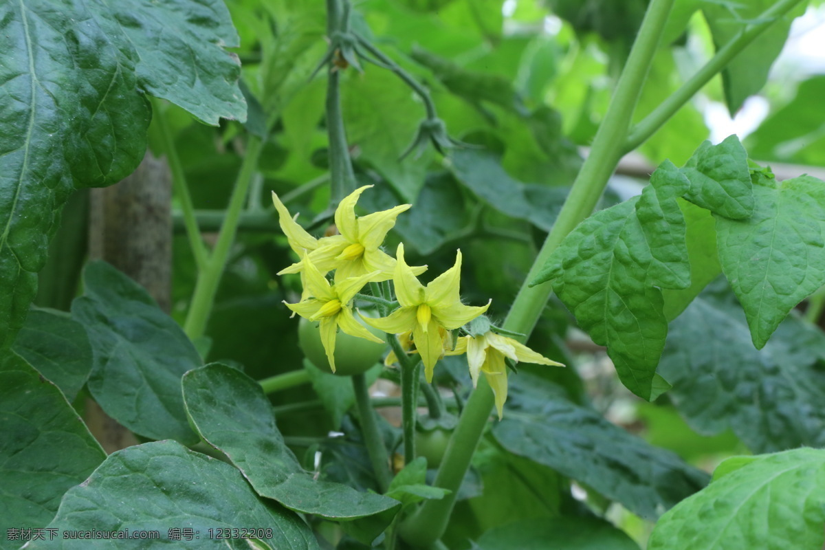 西红柿花 小黄花 番茄花 温室风景 花瓣 花儿 花草 花卉 植物 绿化景观 花卉大观园 生物世界