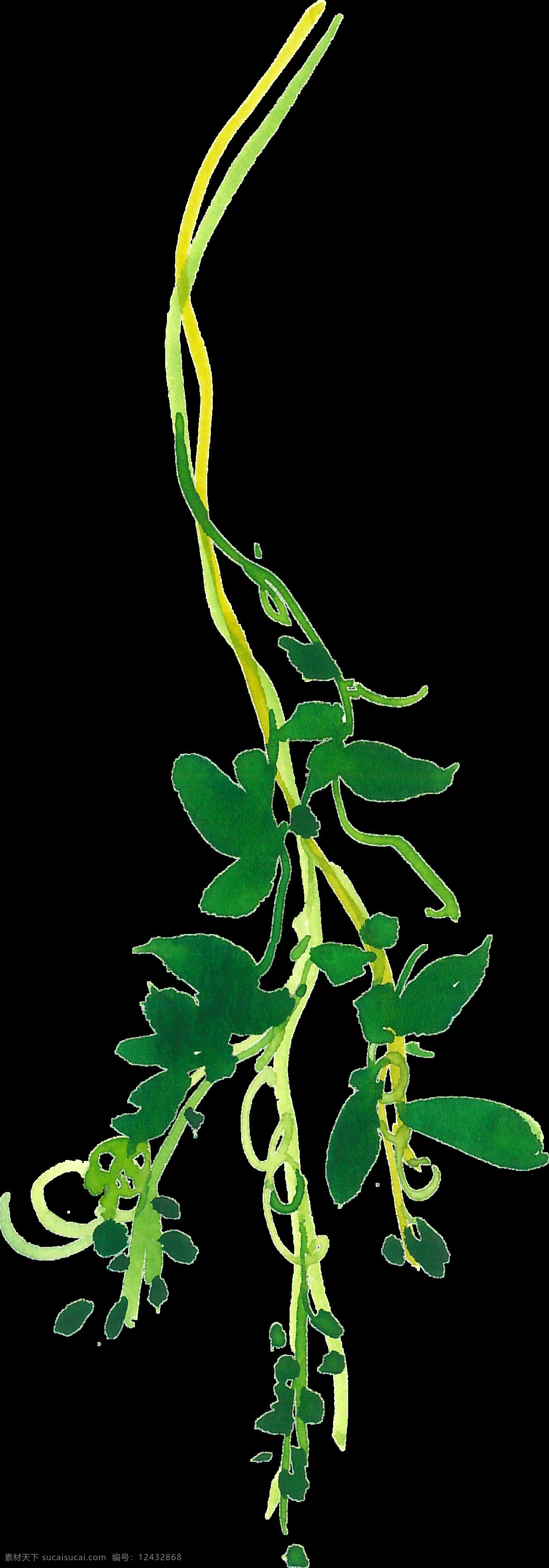 漫长 花菜 透明 植物 唯美 透明素材 免扣素材 装饰图案