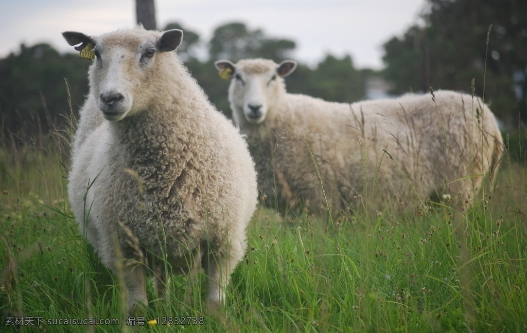 绵羊 牧羊 牛羊 羊头 动物 羊毛 白羊 草原羊群 家禽家畜 生物世界