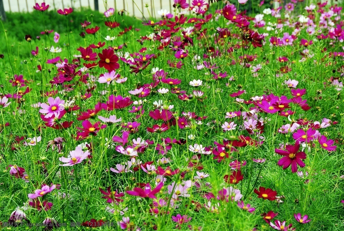 波斯菊 花海 菊花 小菊花 野花 红色花朵 姹紫嫣红 茂盛 鲜艳 活泼 花朵 花草 生物世界