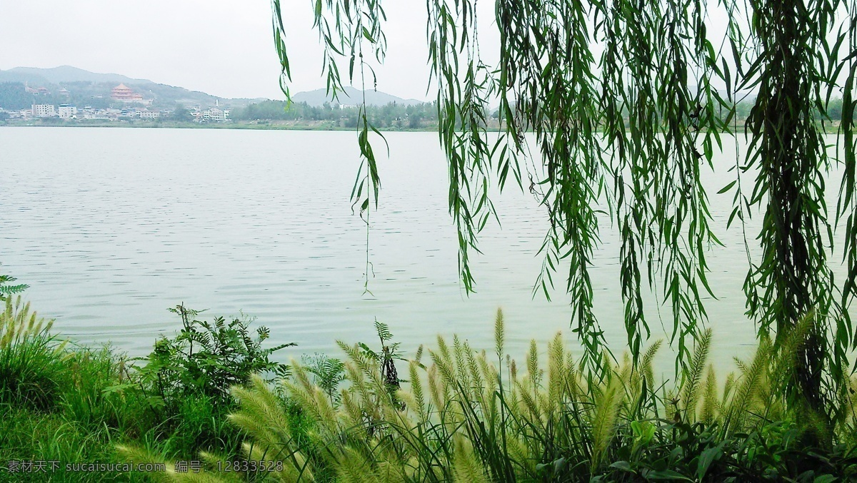河边垂柳 垂柳 柳树 柳枝 柳条 青山绿水 风景画 风景 景色 湖光山色 河流 湖面 山水 自然景观 自然风光 自然风景