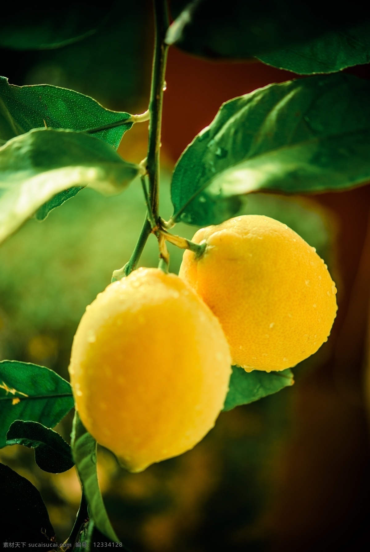 柠檬 高清图片 水果 高清水果 水果大图 蔬菜水果