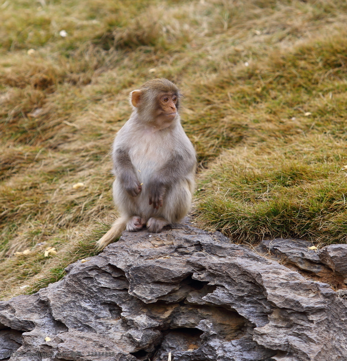 猴 猴子 猴哥 动物园 动物园猴子 石头上的猴子 生物世界 野生动物