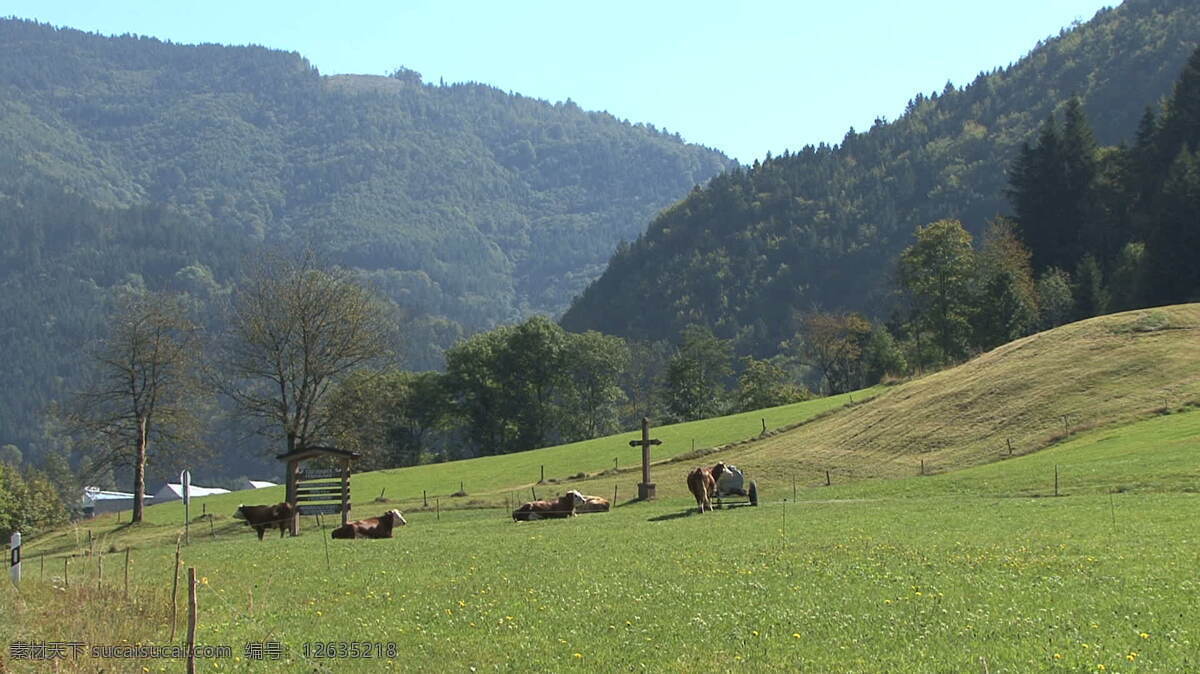 格 施文德 牛 股票 视频 德国 黑森林 康斯坦斯 格施文德 奶牛场 绿山 牧场 吃 avi 灰色