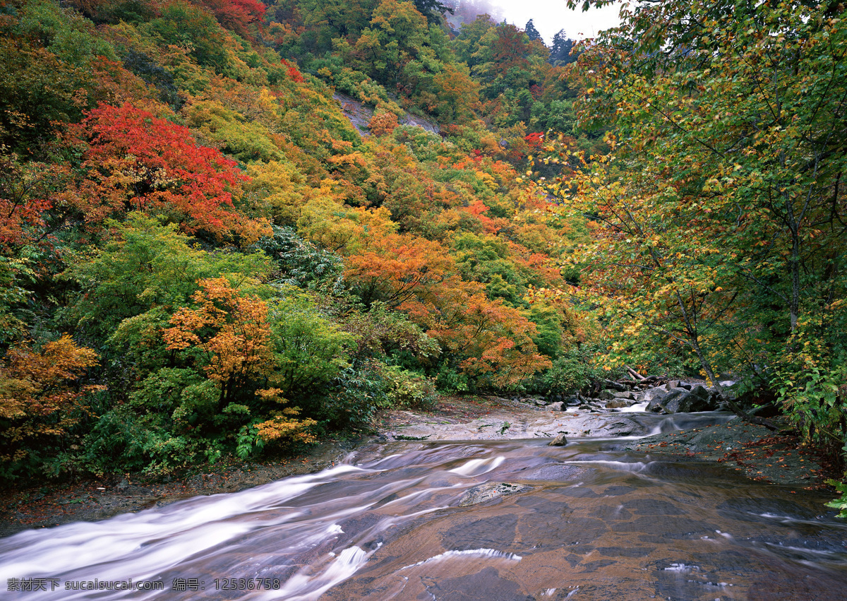 树免费下载 风景 山水风景 摄影图 树 植物 自然景观 水 家居装饰素材 山水风景画