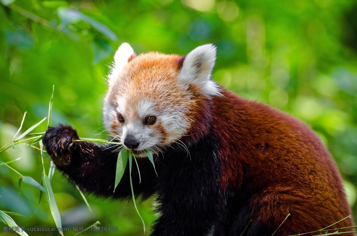 小熊猫 野生动物 保护动物 小动物 珍稀动物 生物世界