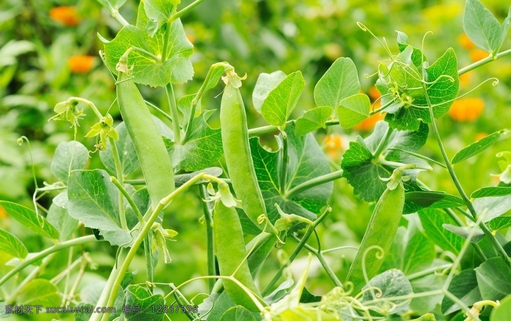 豌豆 青豆 麦豌豆 寒豆 麦豆 雪豆 毕豆 麻累 豆荚 豆子 嫩绿色 豆类 绿色 蔬菜 健康蔬菜 绿色食品 生物世界