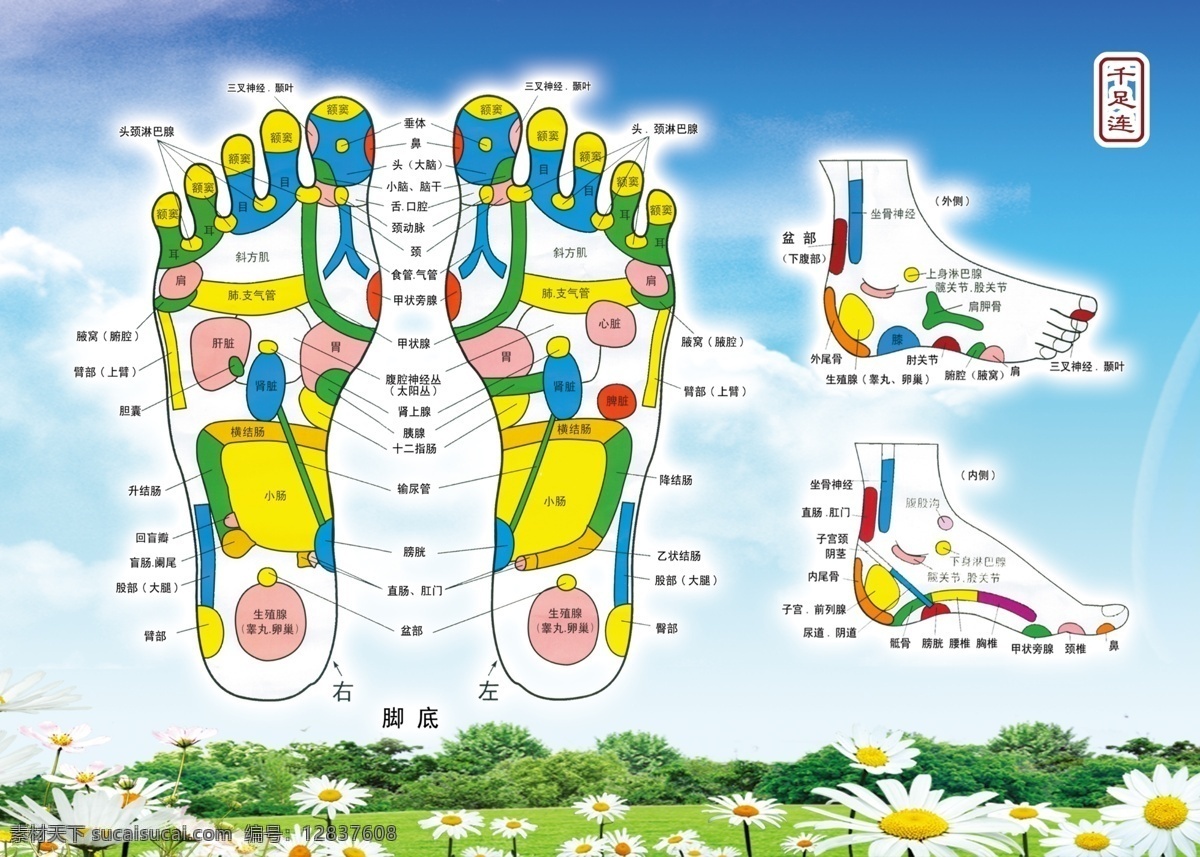 足疗 足浴 荷花 绿色 绿底 脚 足 门条 防撞条 足底 足底穴位 足部穴位 穴位 双足穴位 广告宣传 展板模板