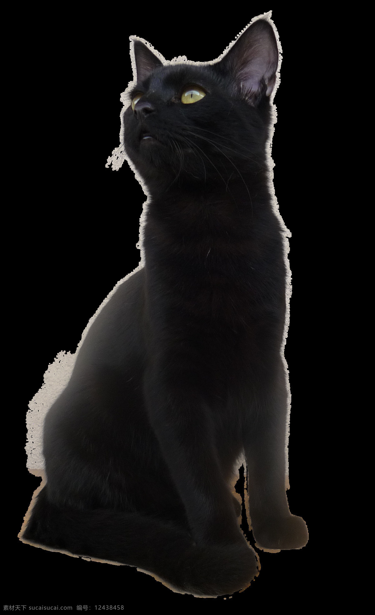 蹲 仰望 黑猫 免 抠 透明 小 猫咪 猫 小猫 小猫图片 猫咪素材 小猫素材