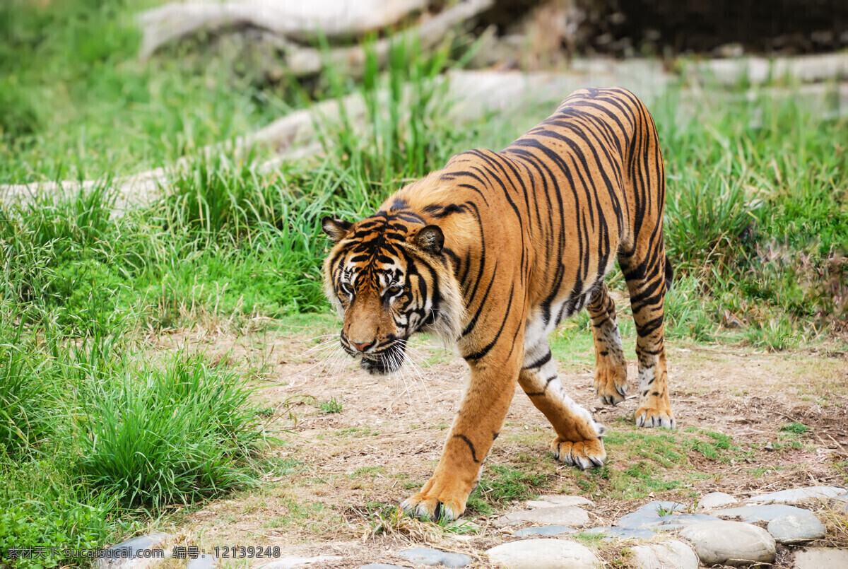 凶猛 老虎 动物 高清 公园 百兽之王 陆地动物 野生动物 动物世界 动物摄影 动物图片 绿色