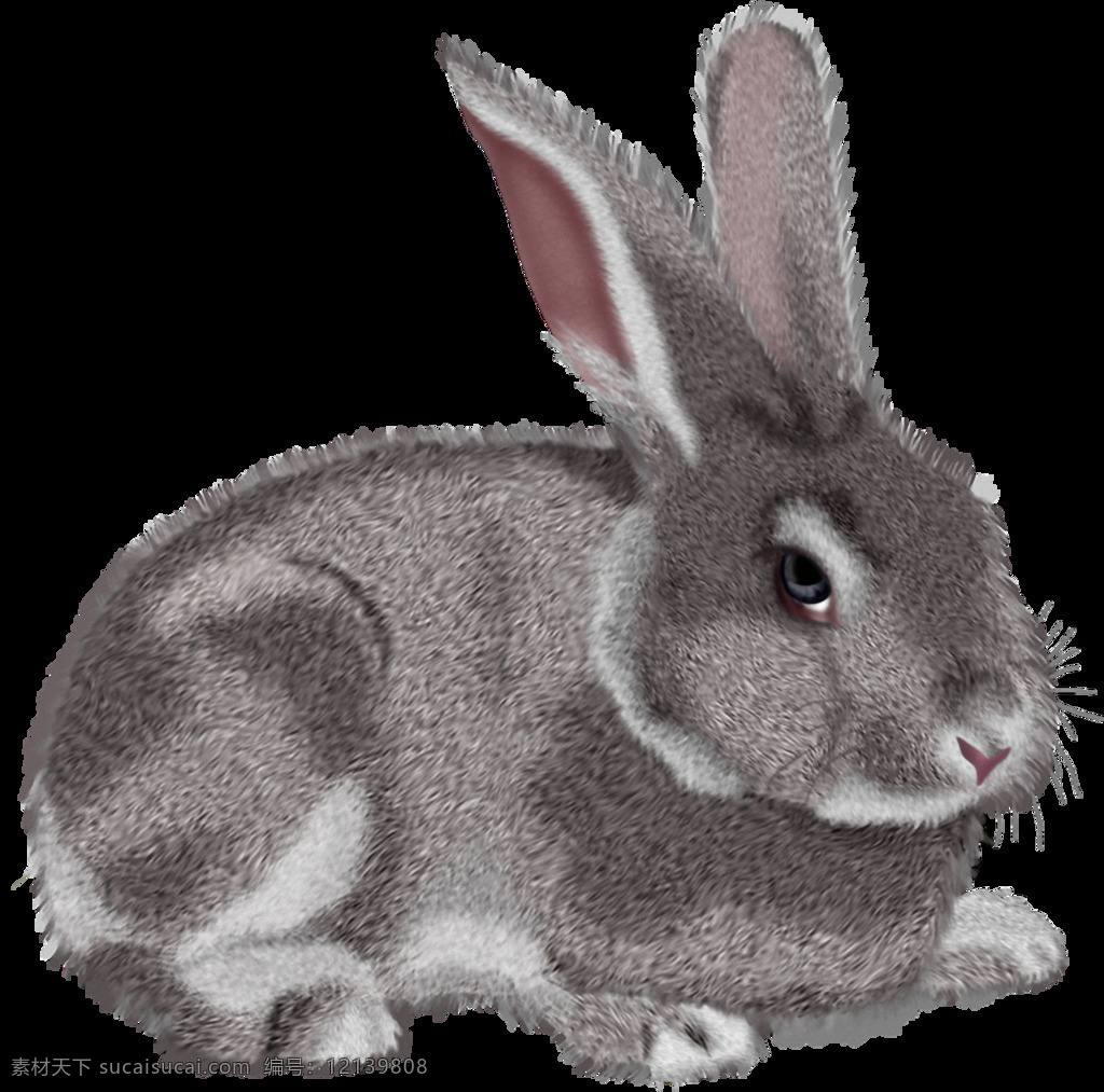 趴 灰色 兔子 免 抠 透明 超 萌 可爱 小 可爱小兔子 大兔子 萌兔子 兔子素材 可爱兔子