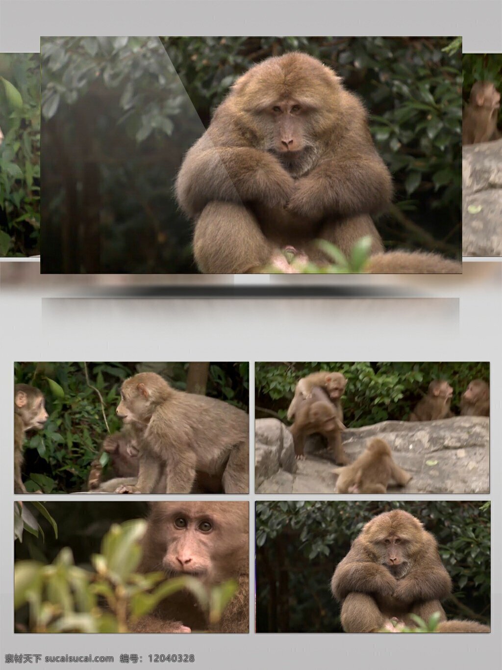 猴子 实拍 各种 动作 视频 各种动作 视频素材