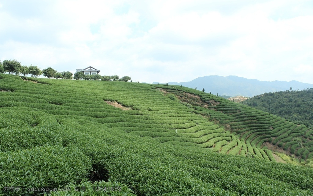 茶山 茶叶 绿色 山 蓝天 田园风光 自然景观