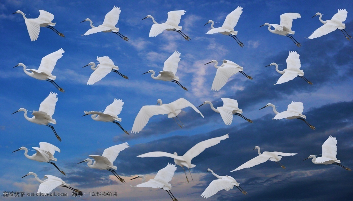 飞翔的白鹤 蓝天 白色 白鹤 动物 野生 鸟 飞翔 云 天空 飞鸟 分层 源文件