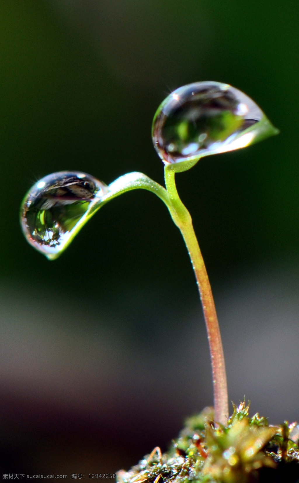 草 春天 干净 花草 晶莹剔透 露水 露珠 绿叶 上 水珠 绿叶上的水珠 水珠特写 晨露 绿叶特写 绿叶背景 绿叶底纹 水珠图片 漂亮水珠 水滴 水珠和绿叶 自然环保 干净的水 清澈 雨后 雨水 小草 树叶 微距拍摄 水 水花 水珠水花水滴 自然风景 自然景观 psd源文件