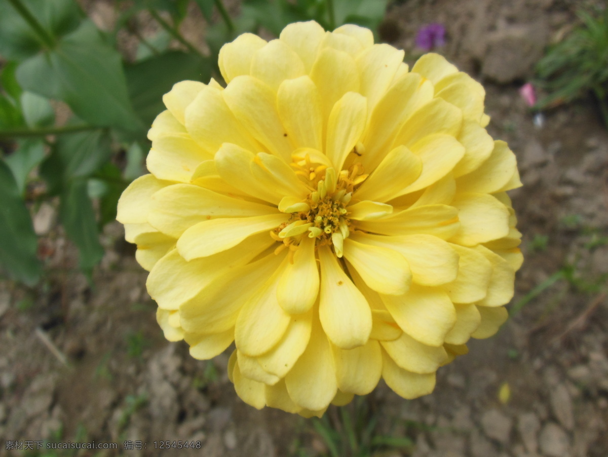 百日草 六月菊 花朵 花草 大花 鲜花 绿色背景 花瓣 花蕊 花海 艳丽花 生物世界 菊花