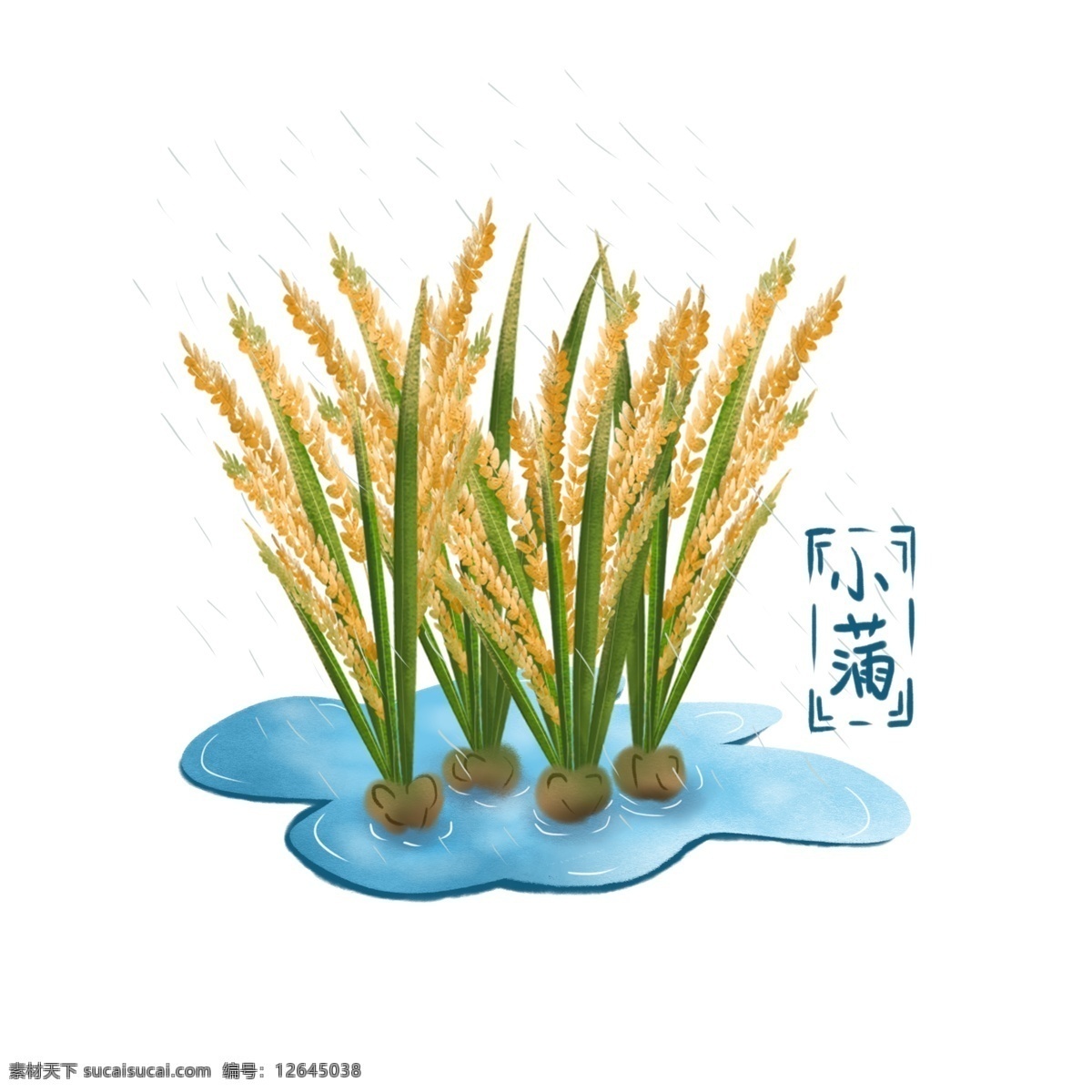 手绘 小满 田里 即将 成熟 水稻 手绘风 稻子 稻谷 水 粮食 植物 元素 可商用