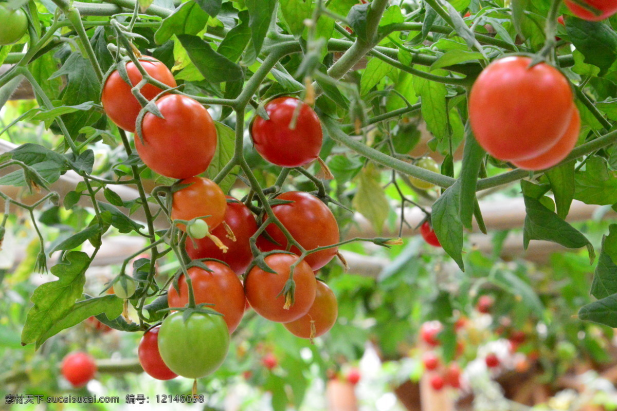 番茄 西红柿 果实 果蔬 蔬菜 观赏植物 花卉 绿化景观 植物 果品果实 生物世界