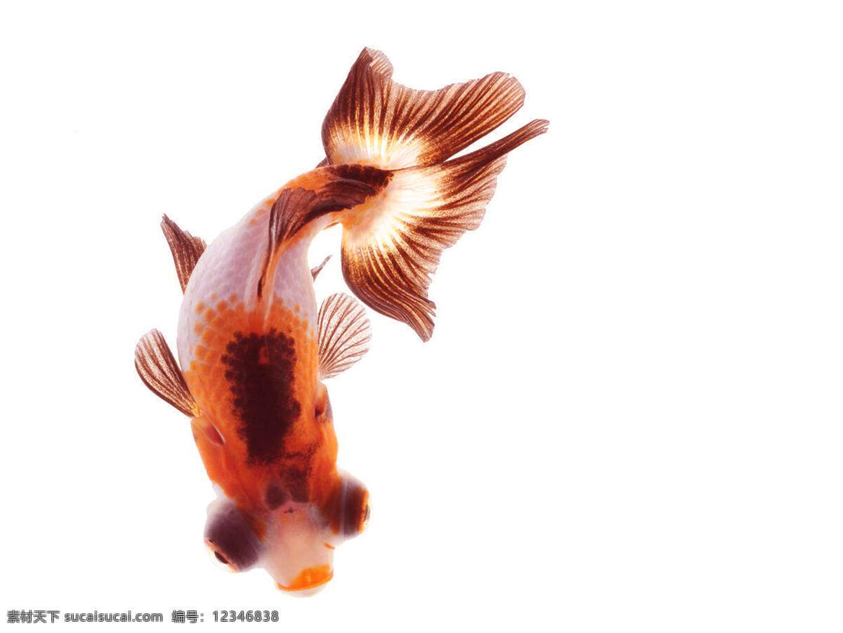 金鱼图片 金鱼 银白色 橙色 水生动物 大鱼