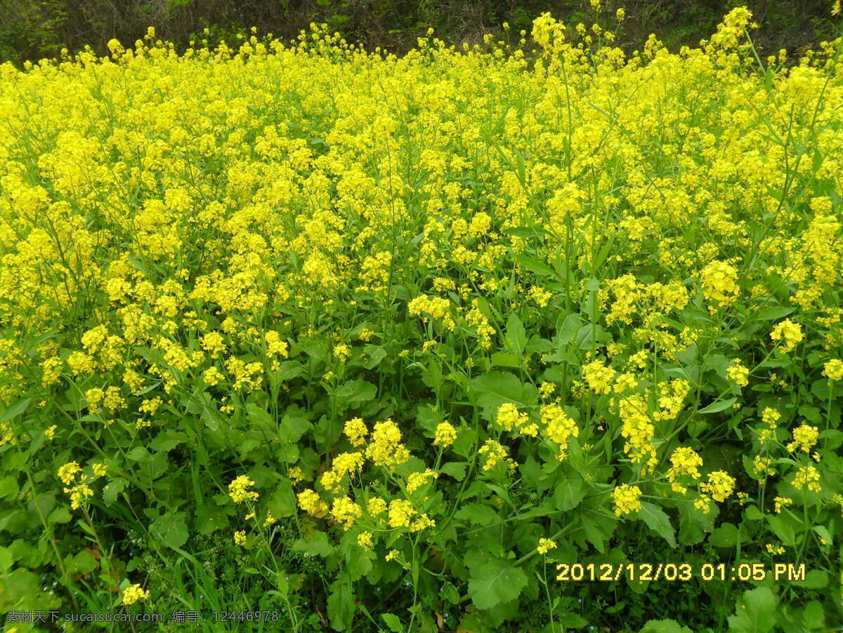 春天 油菜花 春游 风景 美景 田园风光 自然景观 春天油菜花 psd源文件