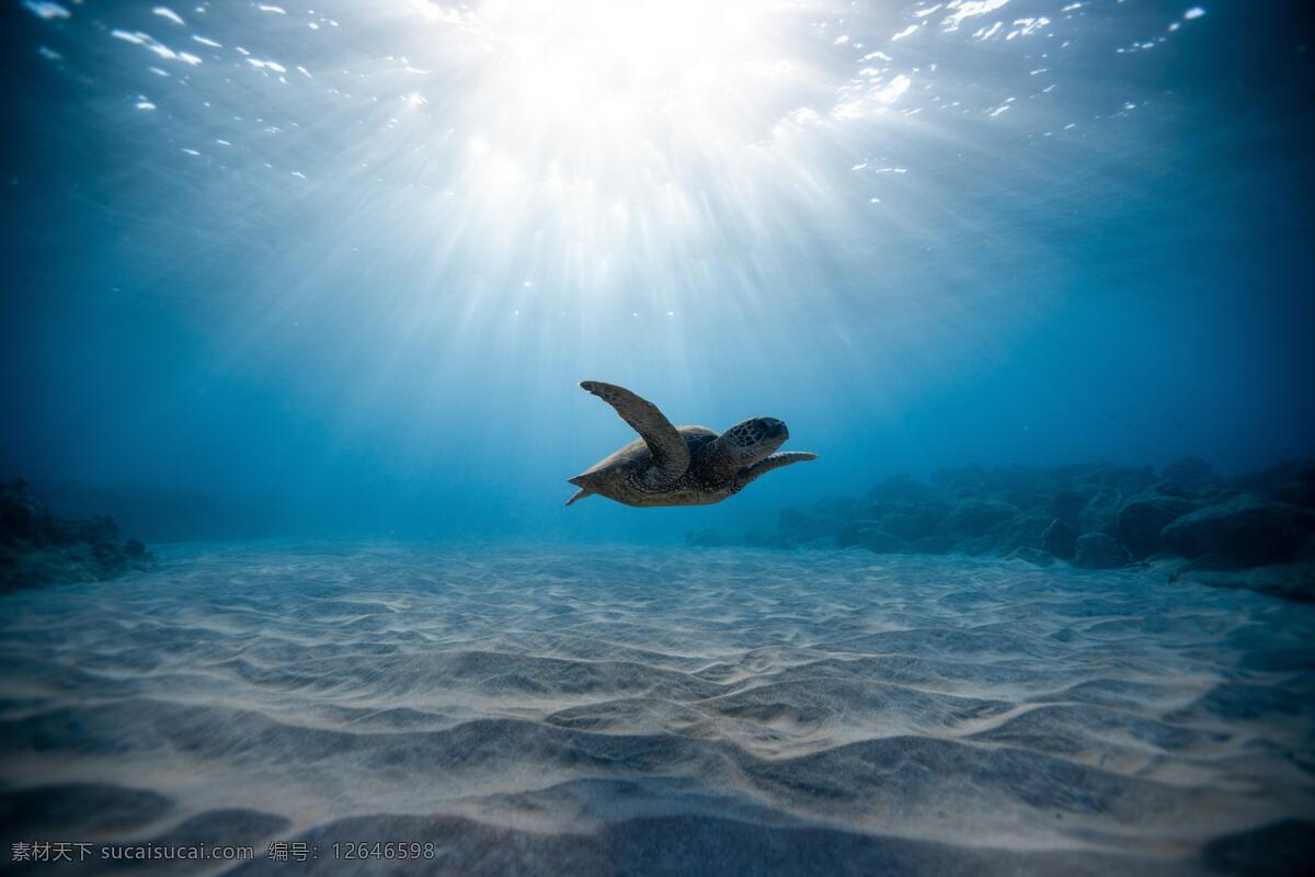 海底水下 海底 水底 水下 水 海龟 自然景观 自然风景