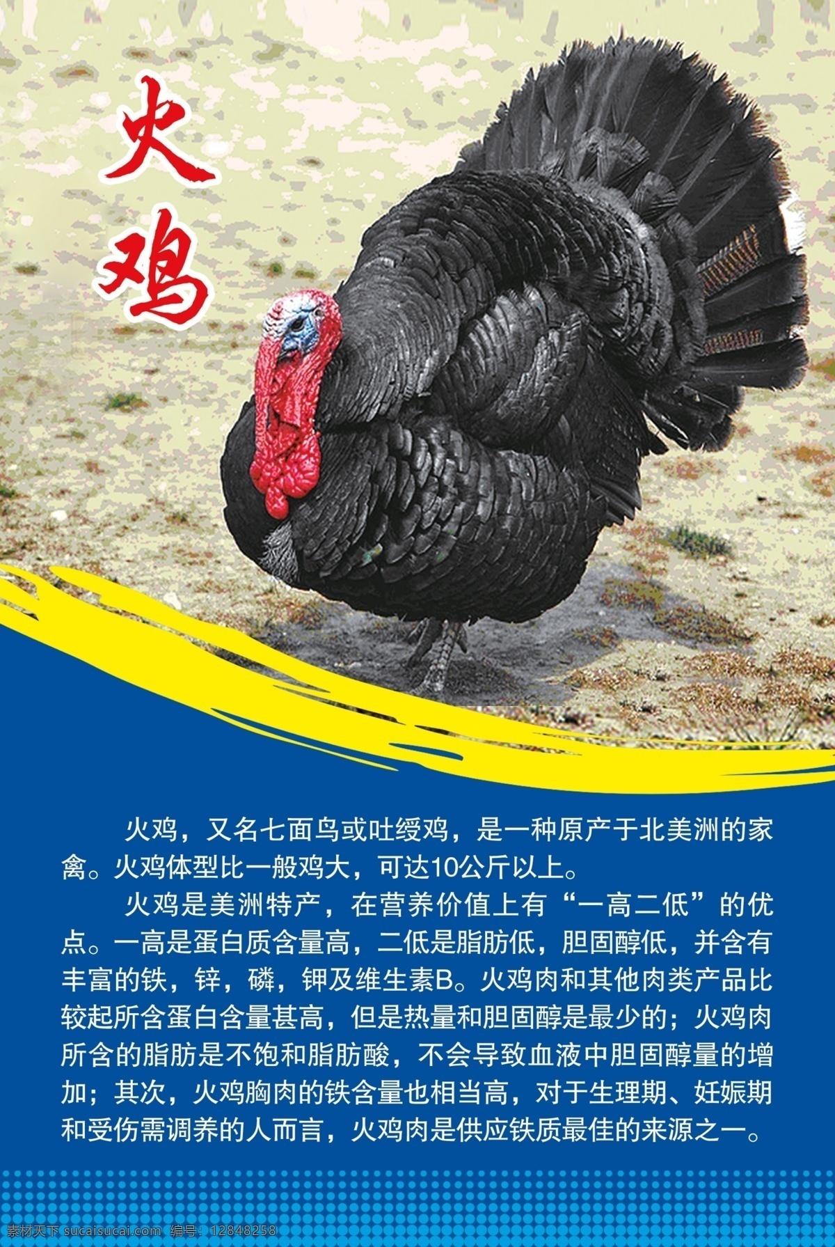 火鸡 火鸡简介 火鸡营养价值 野生 鸟类 禽鸟 野生生物 广告设计模板 源文件