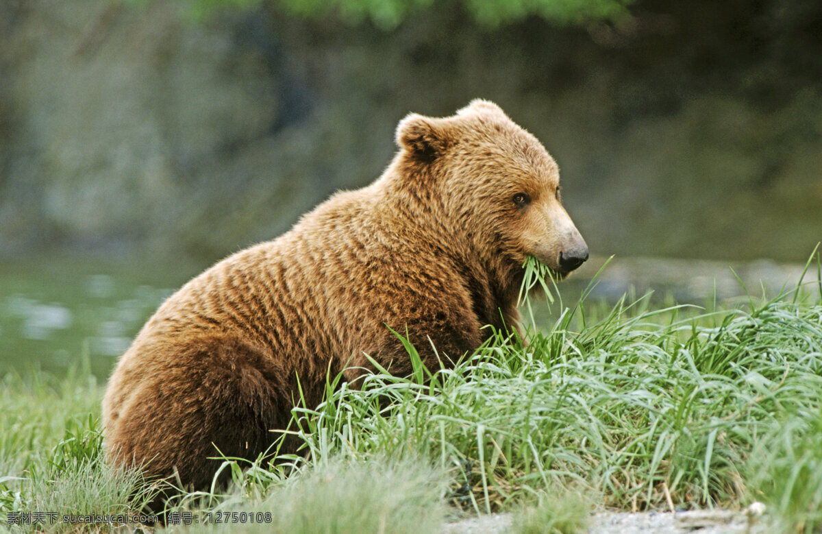 吃 草 小 熊 脯乳动物 保护动物 小熊 可爱 狗熊 棕熊 野生动物 动物世界 摄影图 陆地动物 生物世界