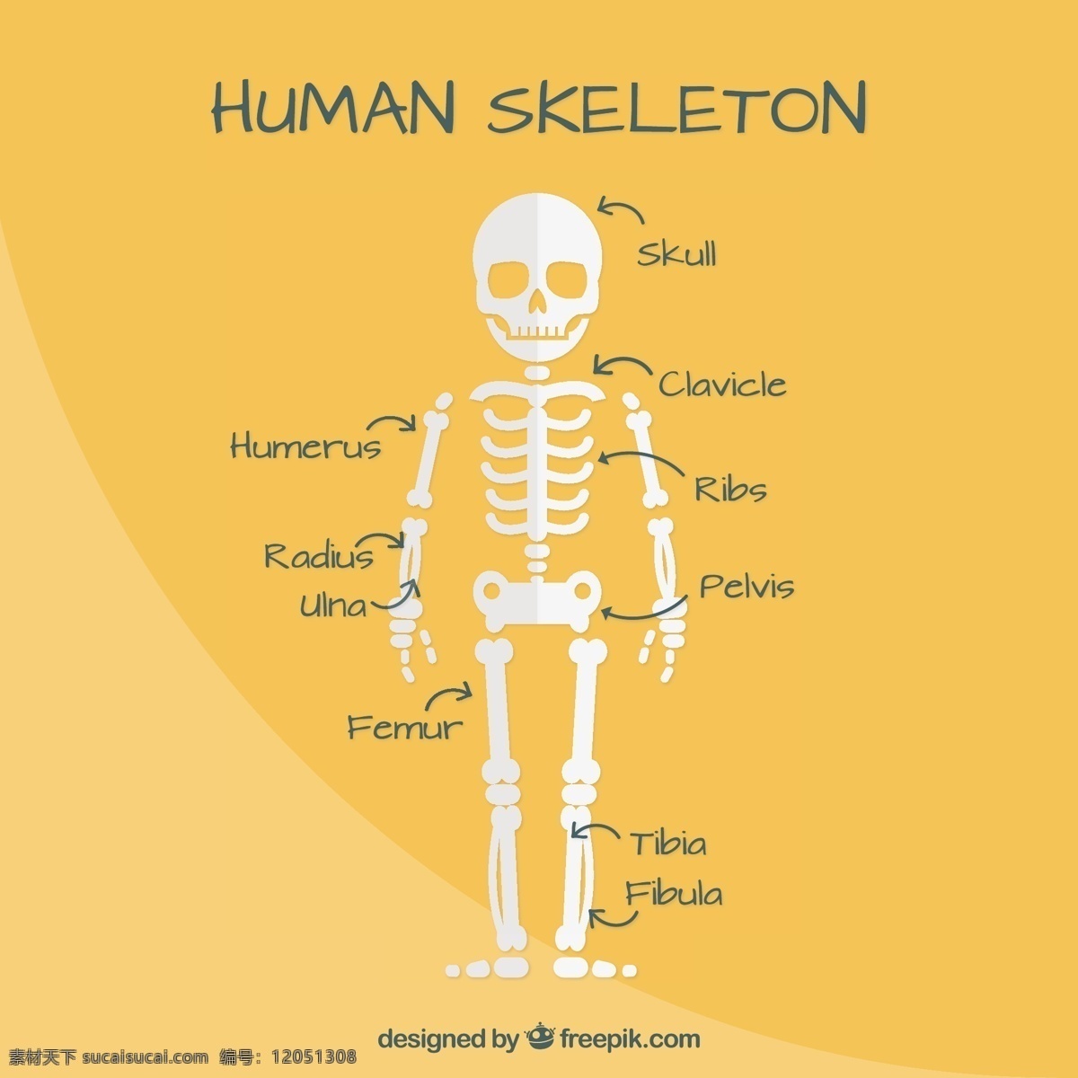 平面设计 中 人体 骨骼 平面 可爱 人 好 身体部位 肋骨 股骨 胫骨 黄色