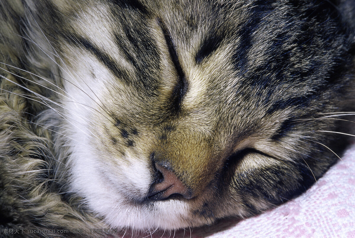 睡觉 小猫 猫 宠物 宠物素材 动物 动物摄影 动物世界 陆地动物 生物世界 黑色