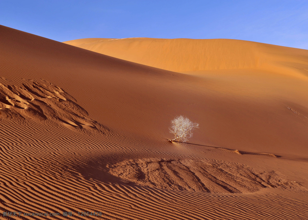 沙漠 大漠 荒漠 沙土 自然景观 自然风景 棕色