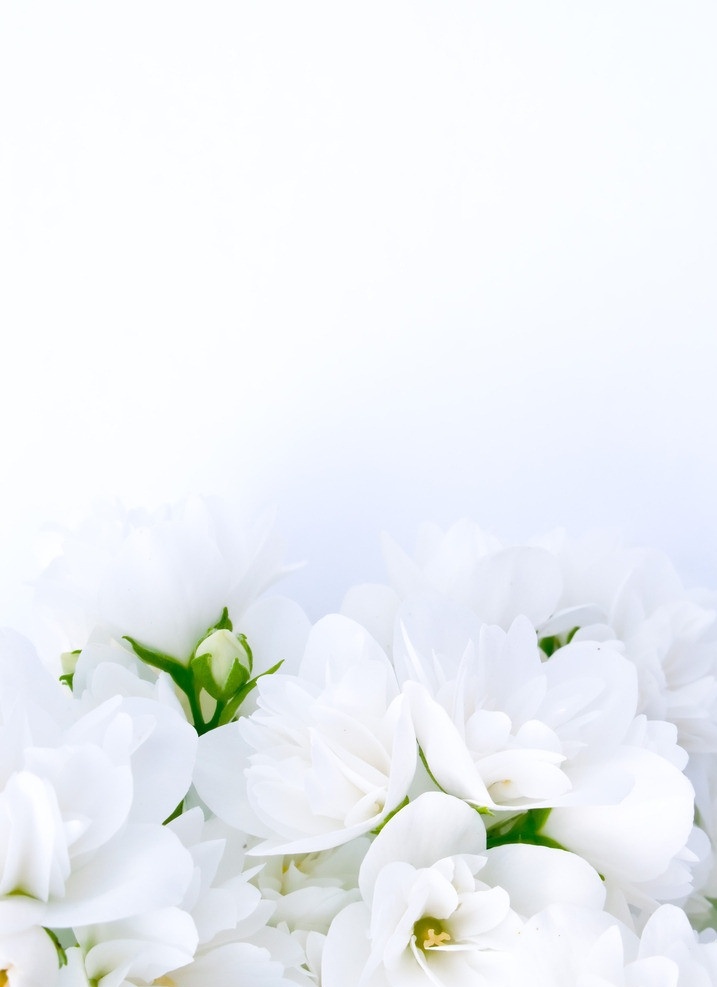 白色百合花 白色 百合花 百合 淡雅 高调 鲜花背景 婚礼花束 花草 生物世界