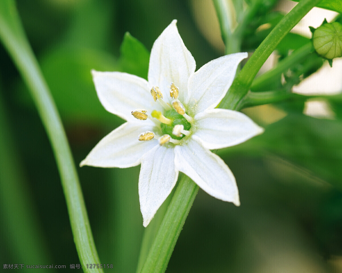 收获季节 海椒花 现代科技 农业生产 摄影图库