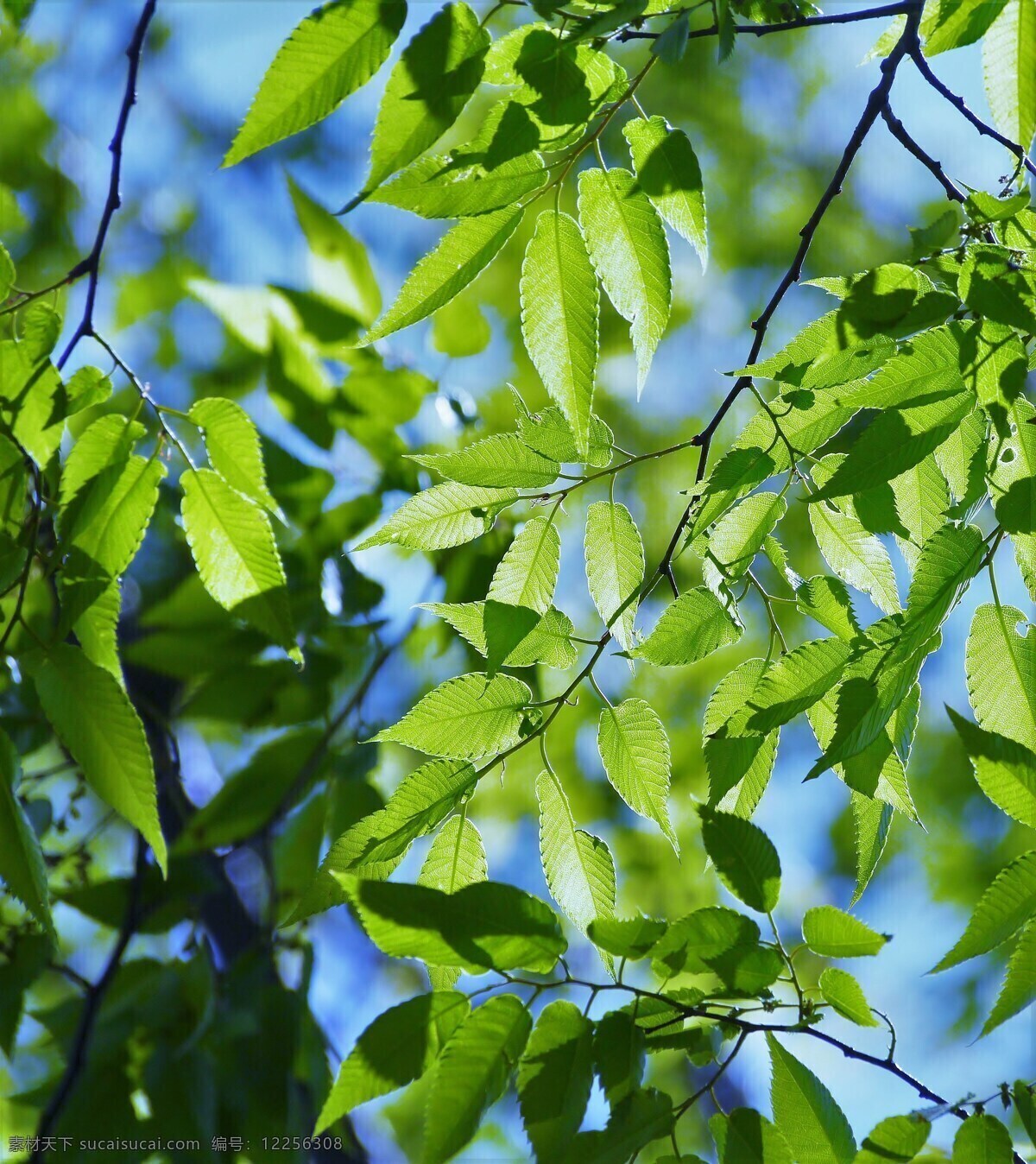 春天 新绿 蓝色的天空 光 太阳 阳光森林 阳光森林树叶 绿色
