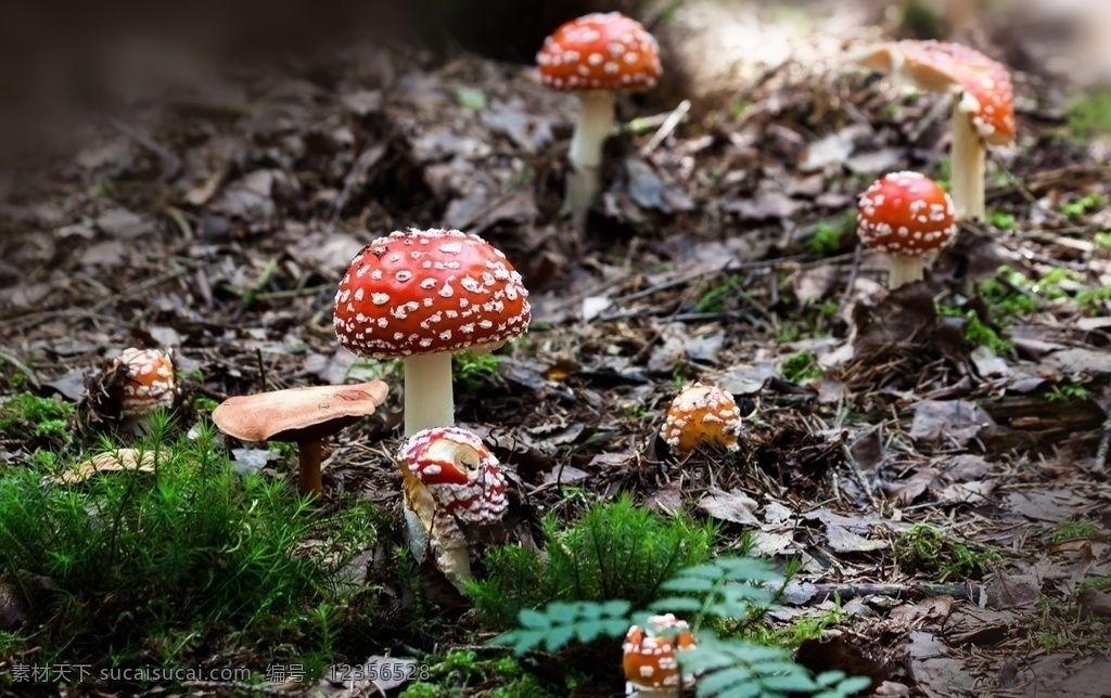 蘑菇图片 蘑菇 伞菇 野生菌 食用菌 菌类 口菇 香菇 野外 森林 美味 风景 生物世界 蔬菜