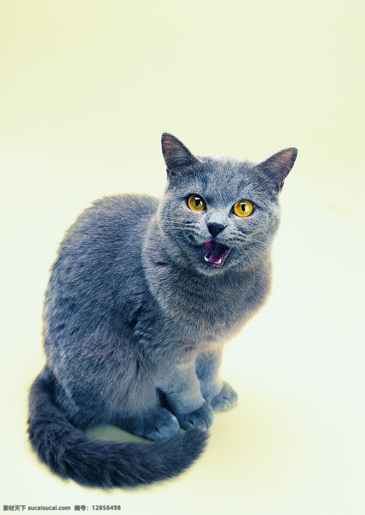 蓝猫 猫 黄猫 花猫 小猫 猫咪 宠物 动物 家庭宠物 动物写真 可爱 萌 家禽家畜 生物世界
