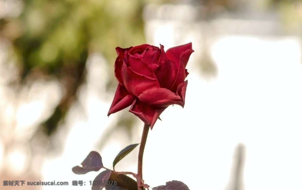鲜红 玫瑰花 鲜红的玫瑰花 鲜花 花卉 花朵 花瓣 血色玫瑰 浪漫玫瑰 花之物语 生物世界 花草