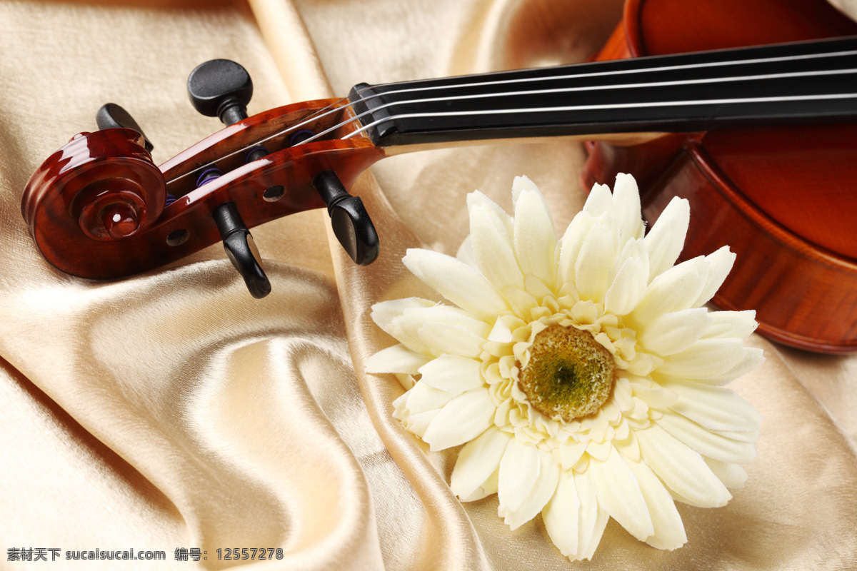 小提琴 高清图片素材 菊花 丝绸 文化艺术 舞蹈音乐 中提琴 局部 特写 psd源文件