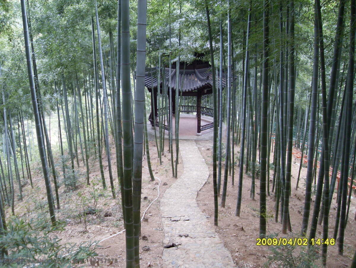 风景名胜 旅游 亭子 竹海 竹林 竹子 自然景观 安吉 大 安吉大竹海 大竹海 竹亭 卧虎藏龙 冯小刚 绿茶 广告 矢量图 日常生活