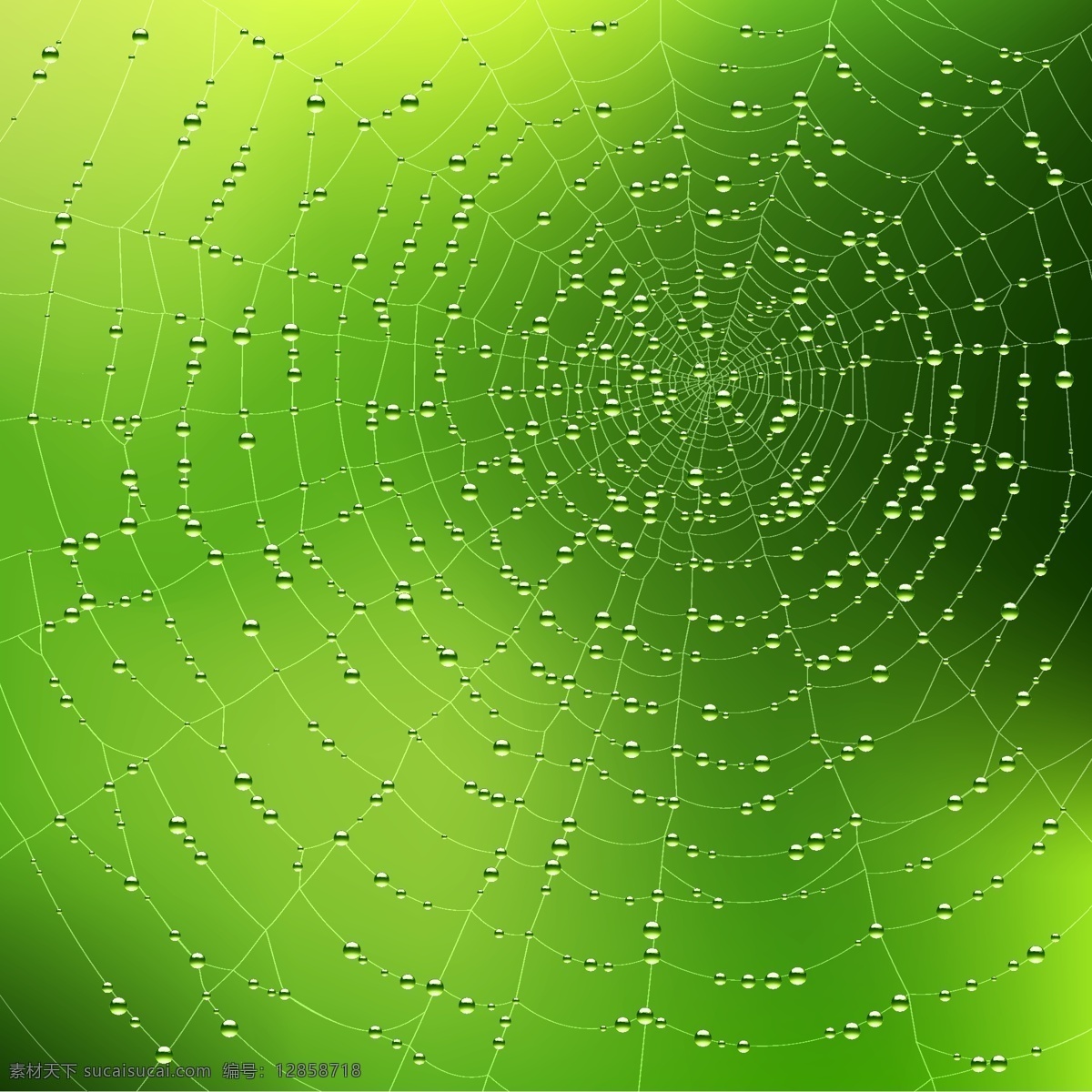 蜘蛛网背景 绿色 水珠