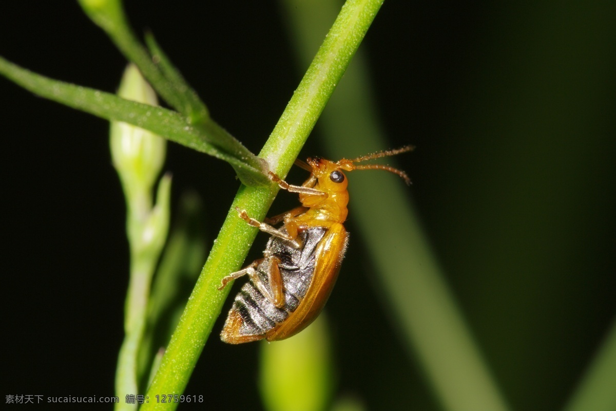 甲虫 侧面 虫子 甲壳虫 金黄色 昆虫 生物世界 植物园 微距 芝麻大 爬行 触须 小虫