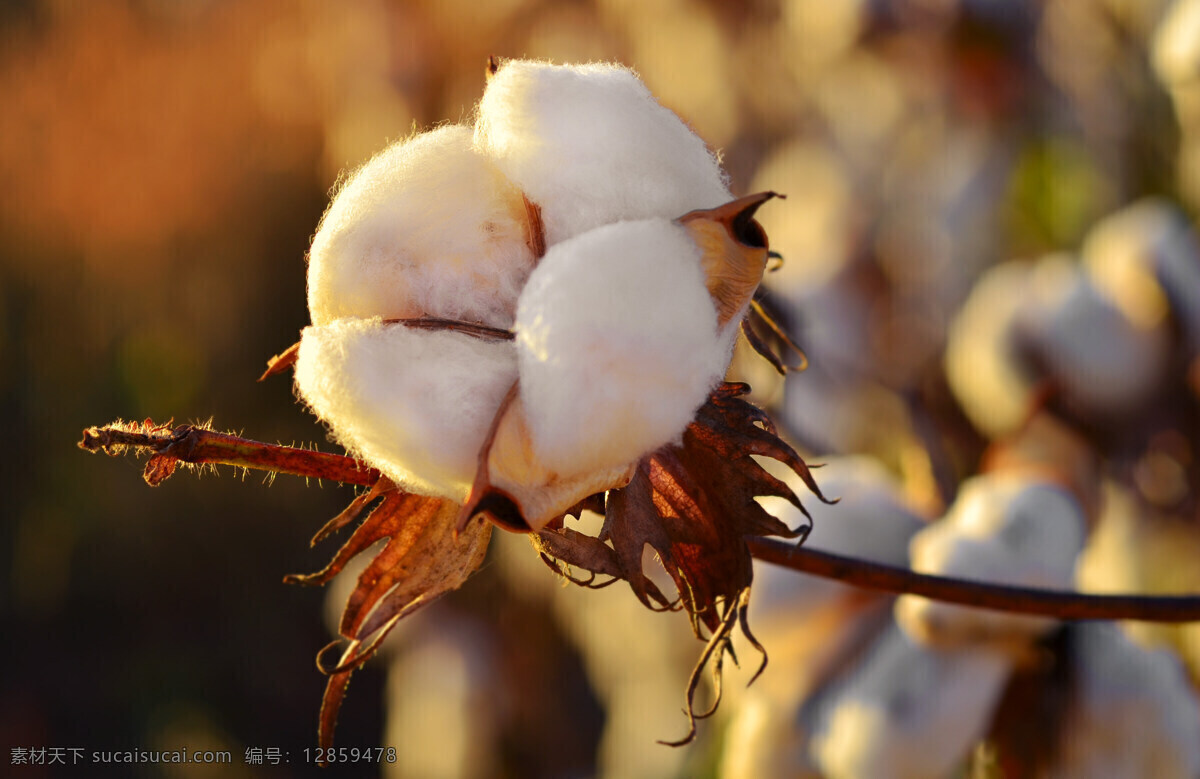 枝头 上 棉花 白棉花 棉被 植物 农业 农作物 棉花图片 农业生产 现代科技