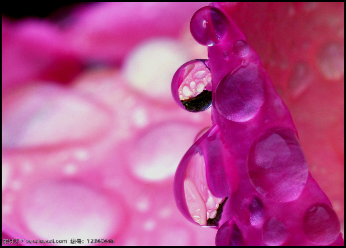 奇异 水珠 高清图片 晶莹剔透 水滴 透明 雨 自然景观 奇异的水珠 折射 psd源文件