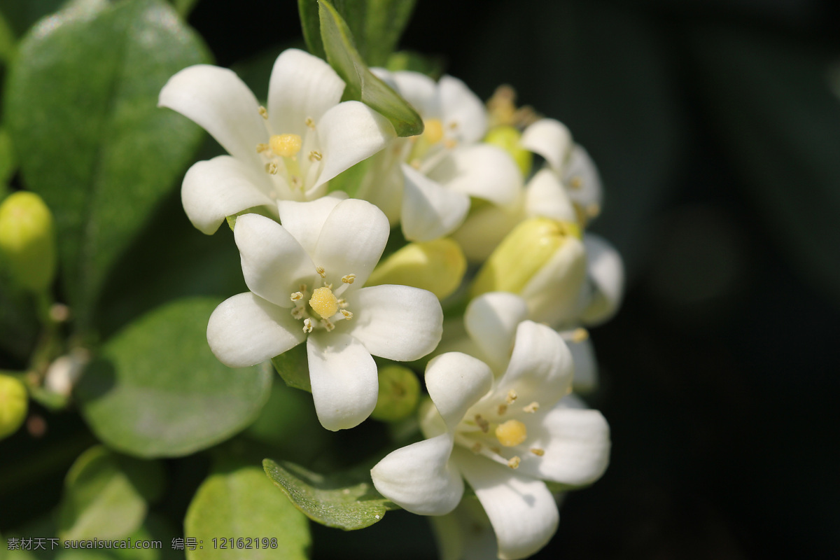 七里香 花 白色的花 花特写 绿叶 生物世界 花草