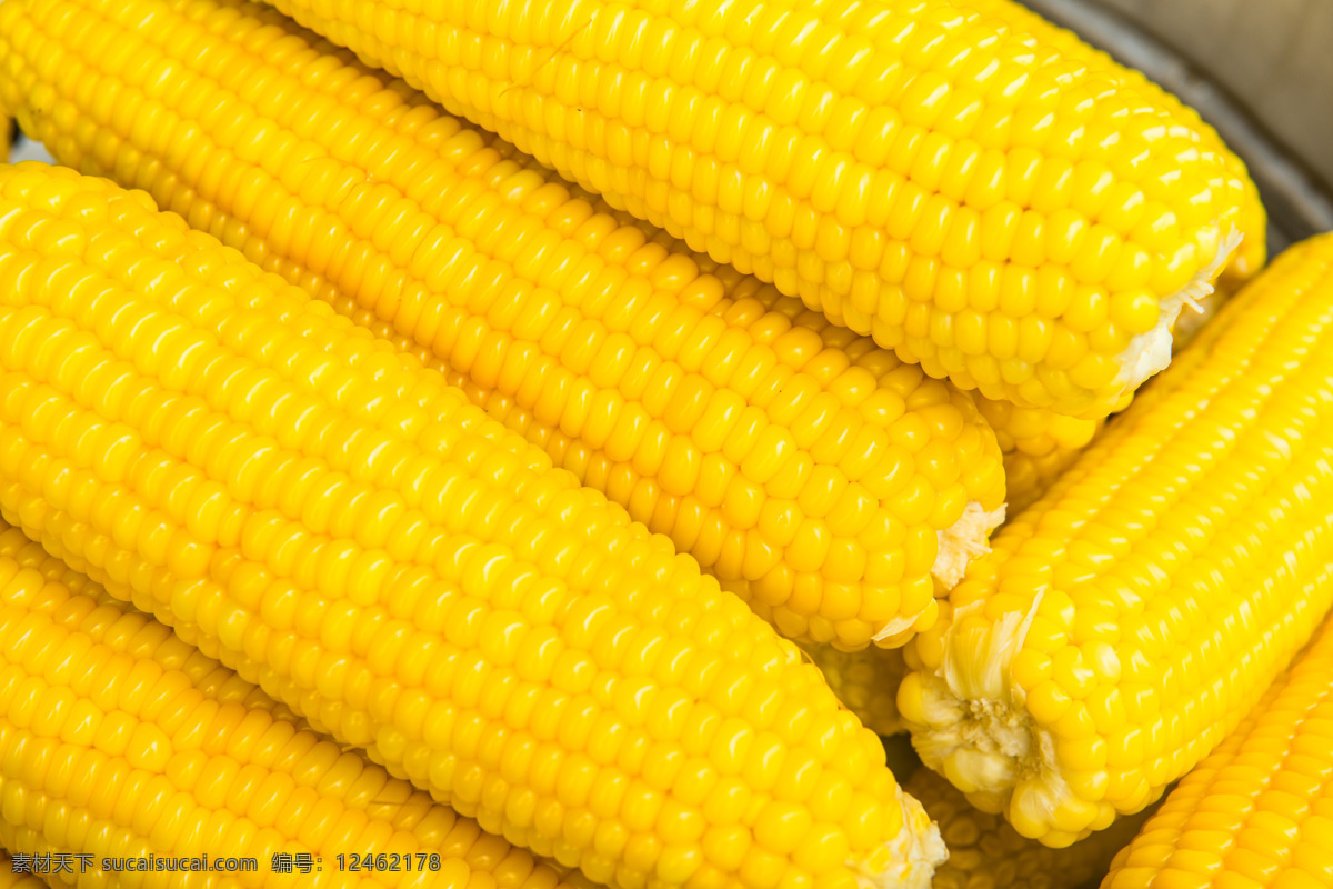 金黄色的玉米 玉米棒子 玉米 苞谷 粮食 玉米摄影 水果蔬菜 餐饮美食 食材原料 黄色