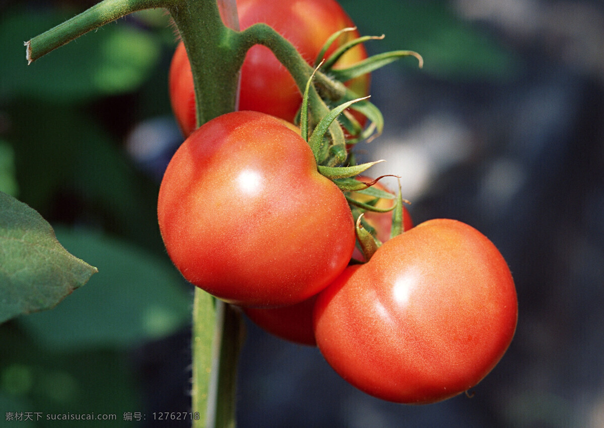 两个 番茄 红色 绿色 清新 摄影图库 生物世界 蔬菜 西红柿 两个番茄 家常蔬菜 风景 生活 旅游餐饮