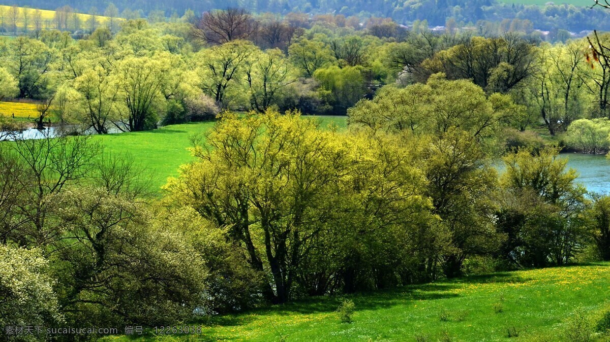 树林 景观 树木 河 河流 河水 森林 自然 性质 木材 绿色 风景 树 景区 壁纸 背景 自然景观 自然风景