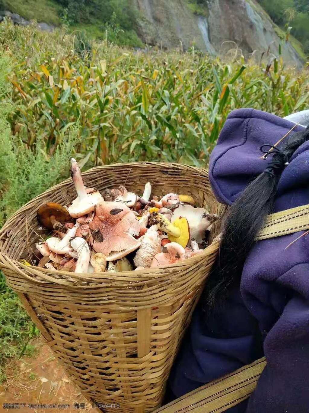 野生菌 青头菌 蘑菇 采摘 田园 农民 篮子 玉米 旅游摄影 国内旅游